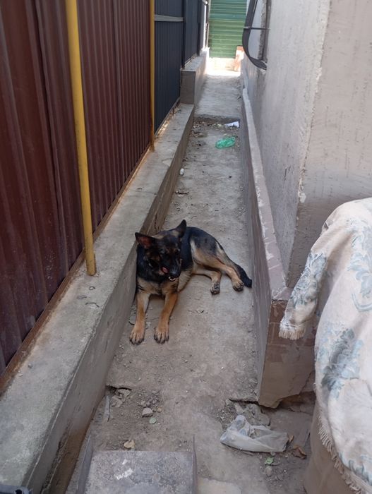 Продам немецкую овчарку