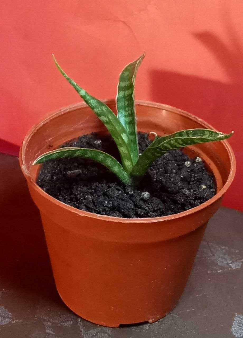 Продам. Сансевиерия Фернвуд Панк (Sansevieria Fernwood Punk)