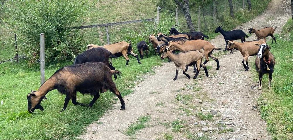 Capre alpine si un tap