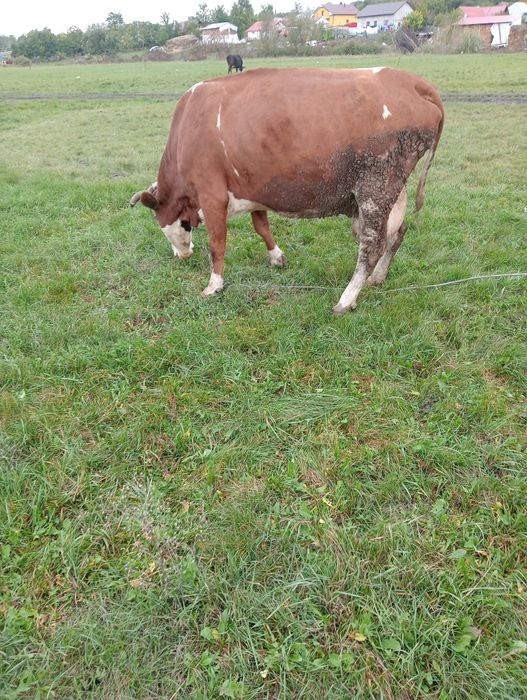 Vând sau schimb pe vitei