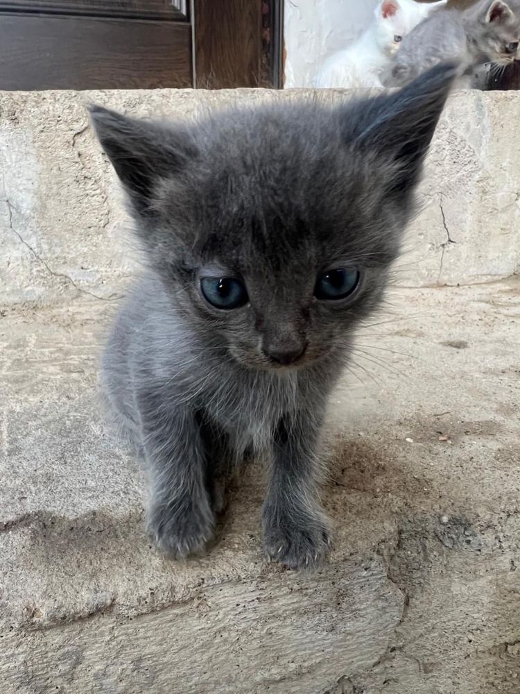 Котята ищут дом.
