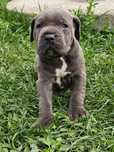 Cane corso cu pedigree tip A
