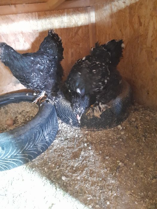 Vind pui brama portelan