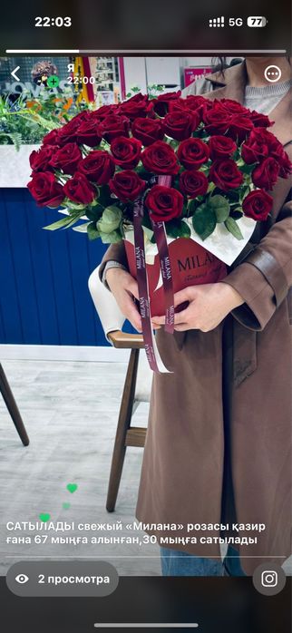 Милана роза продам срочно 51 штук