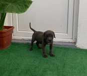 Mascul cane corso