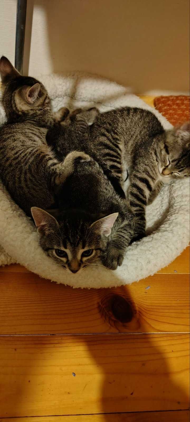 Подаряваме четири котета!