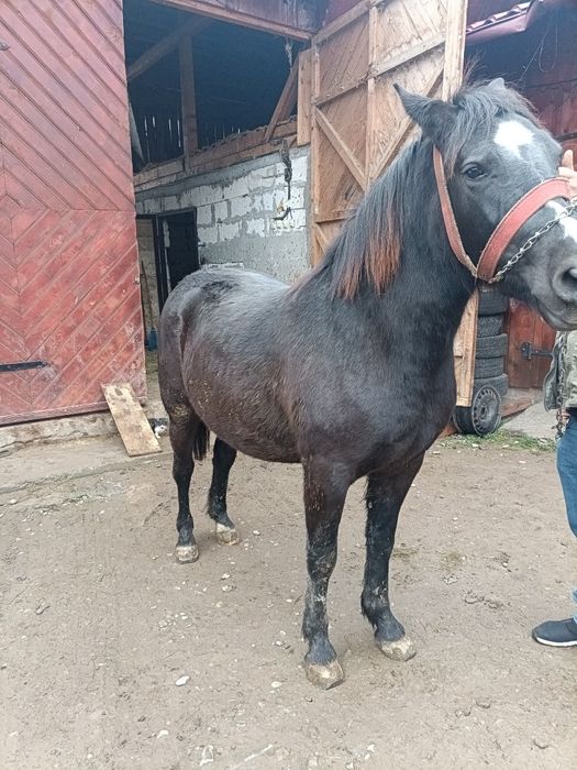 Vând o vițică de 7 luni și o mânză de 1 an și 4 lunii