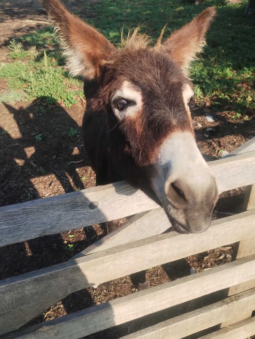 Măgar 1 an de vânzare