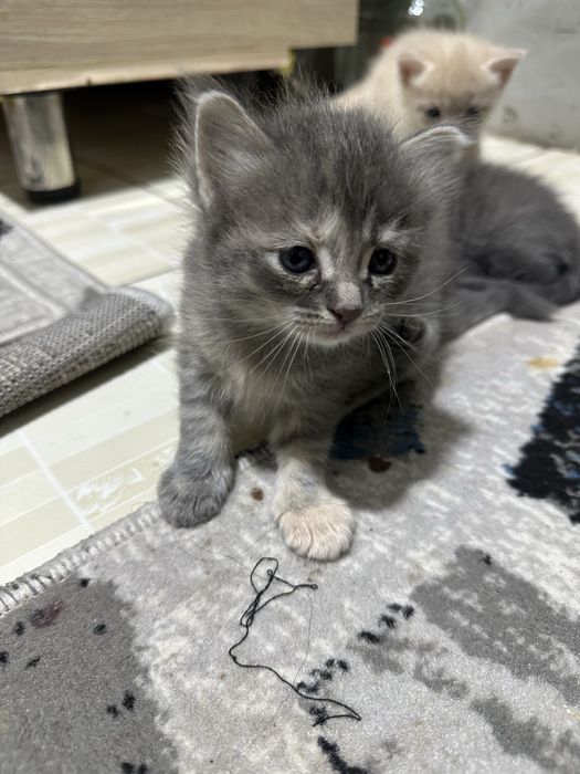 Mushukchalar beriladi