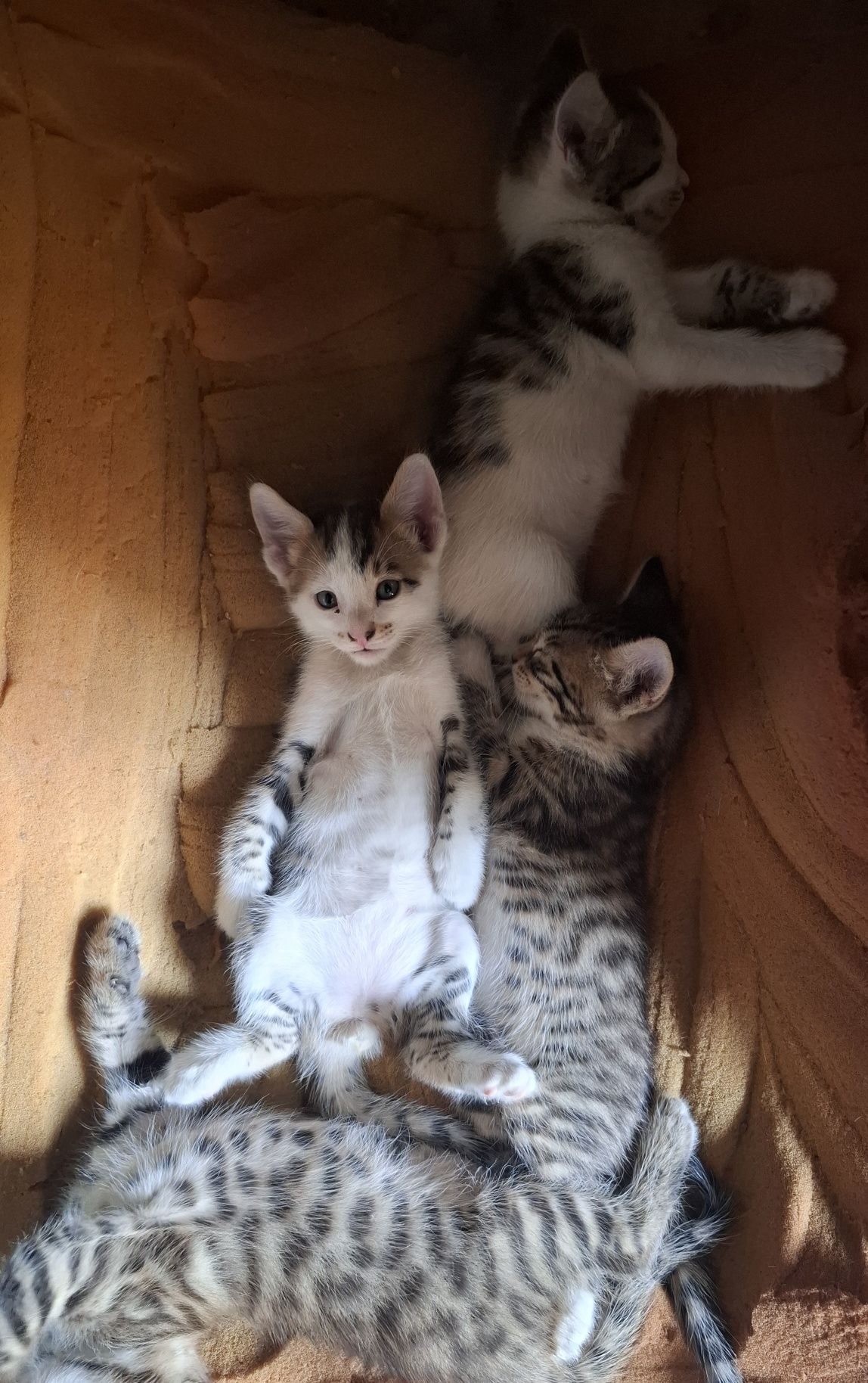 Полубенгальсие котята