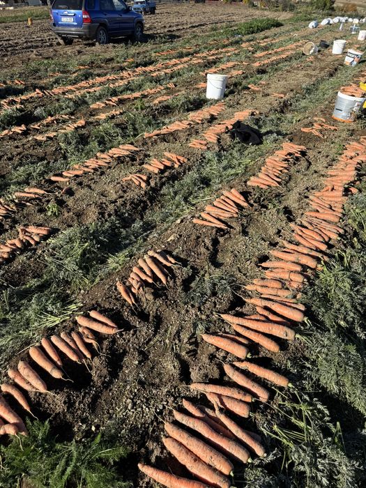 Morcovi proaspeti BIO de calitate Rasca, Dealu Mare