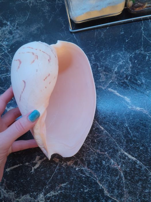 Ракушка очень большая