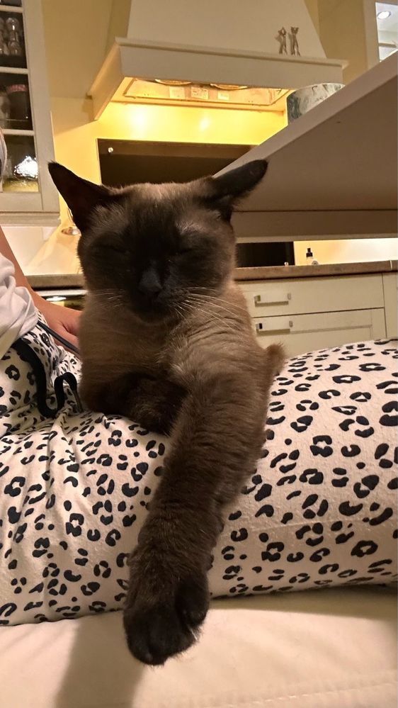 Кошка Ева ищет дом