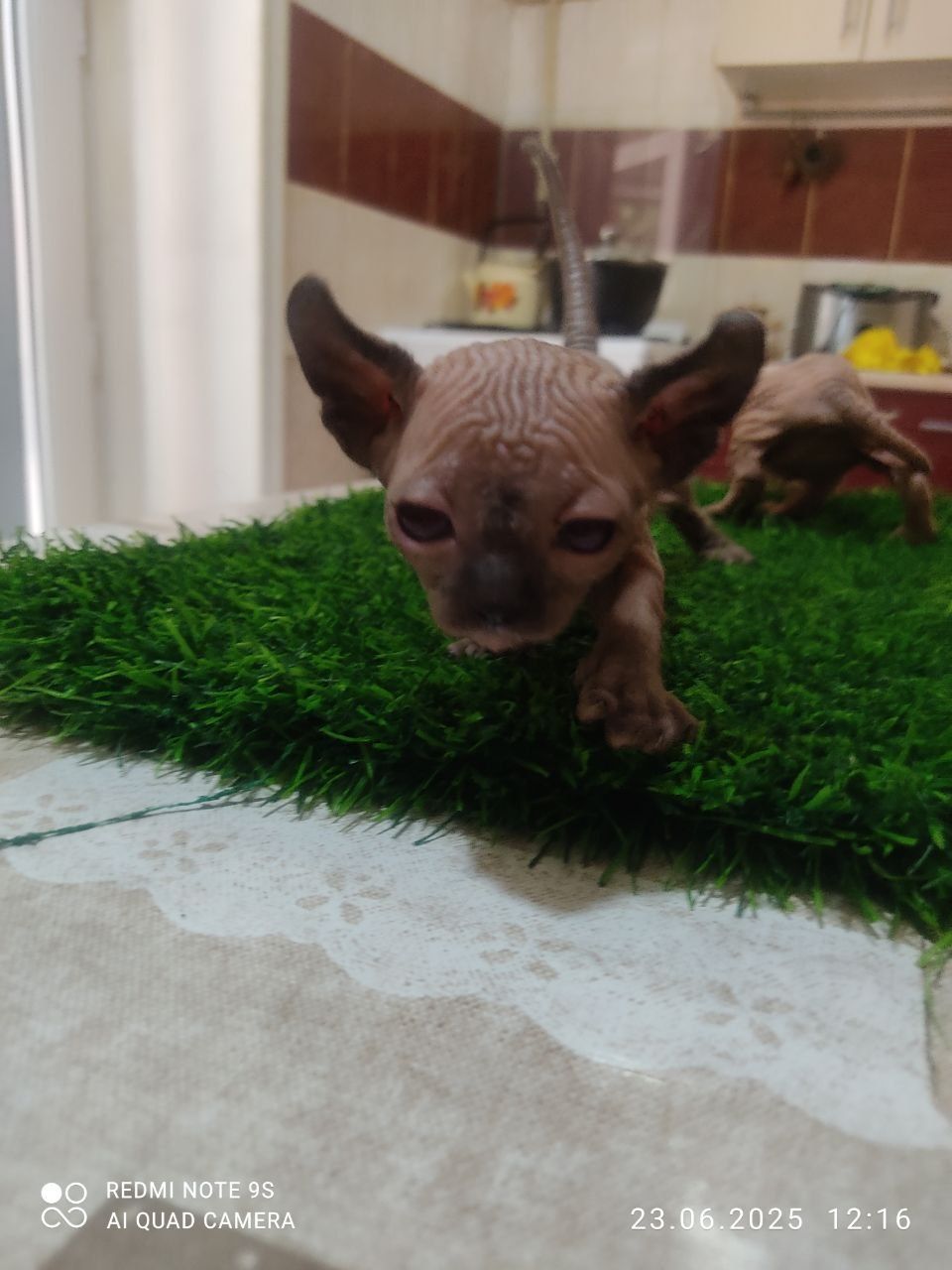 Продаются котята сфинксы