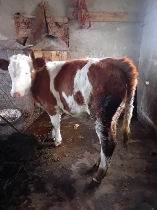 Vaca o  junica și un taur de vanzare
