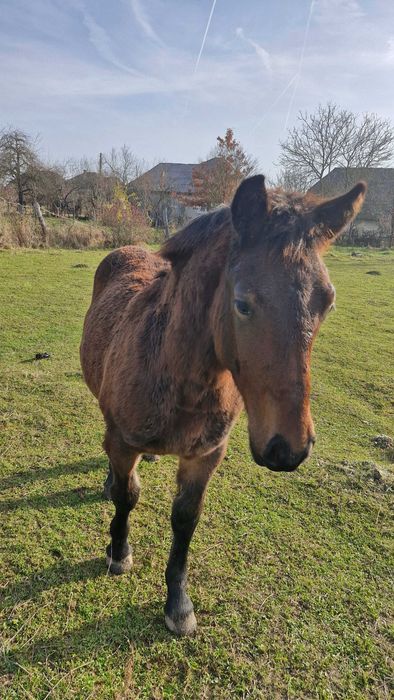 Vând mânz de 8 luni