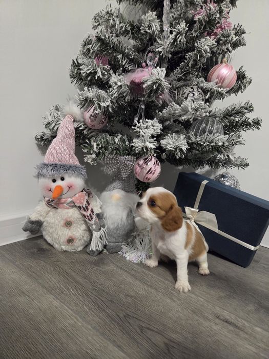 Кавалер кинг чарлз шпаньол