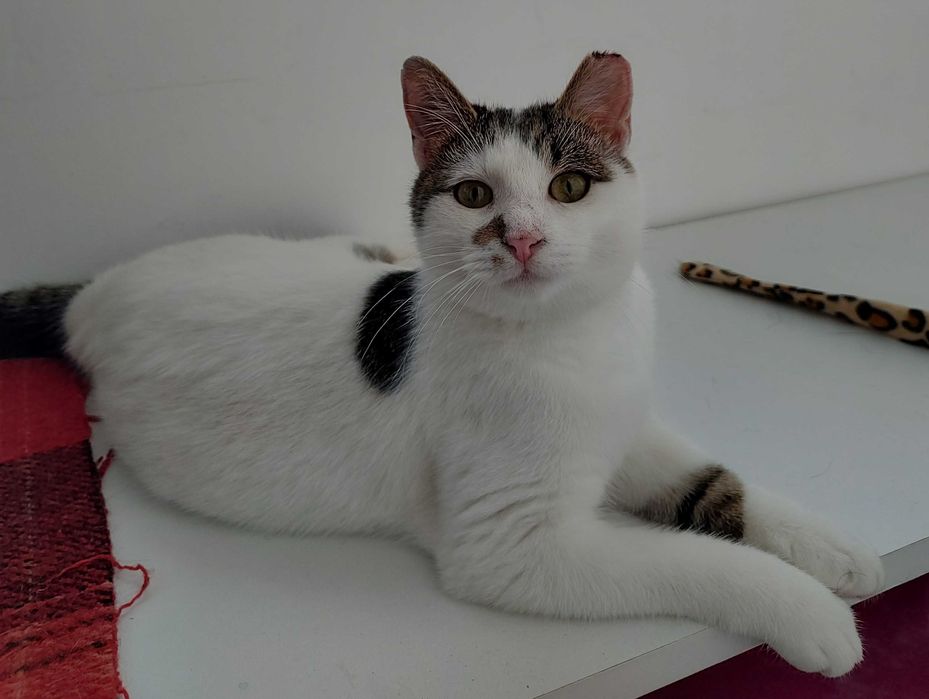 Micul Blond cauta companion de joaca