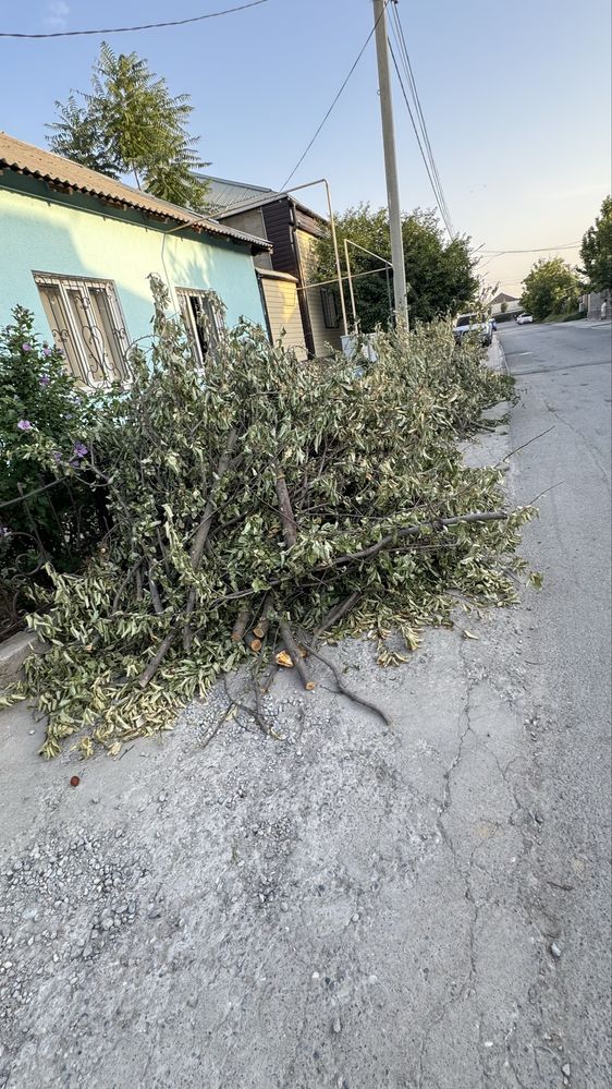 Дрова срочно сухие яблоко вишня