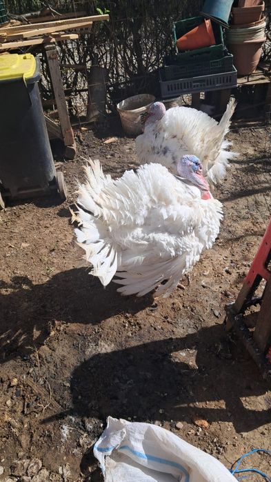 Curcani albi de vânzare de la 10kg la 15 kg