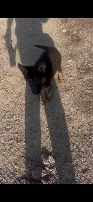 Овчарка девочка 2мец