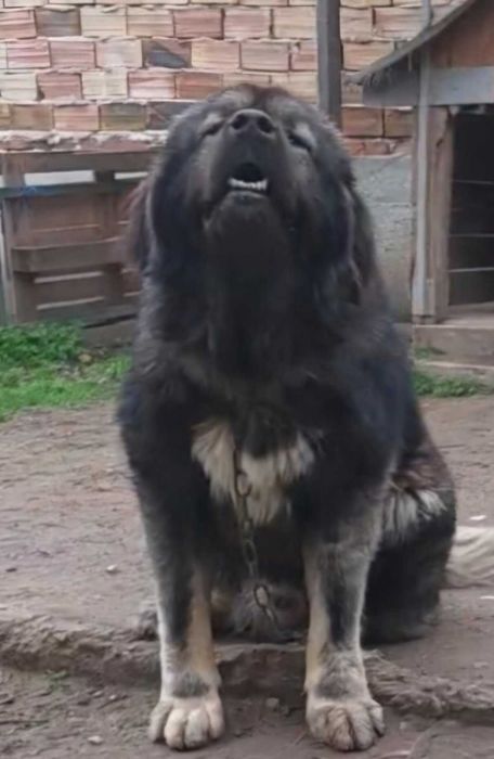 Кавказка Овчарка