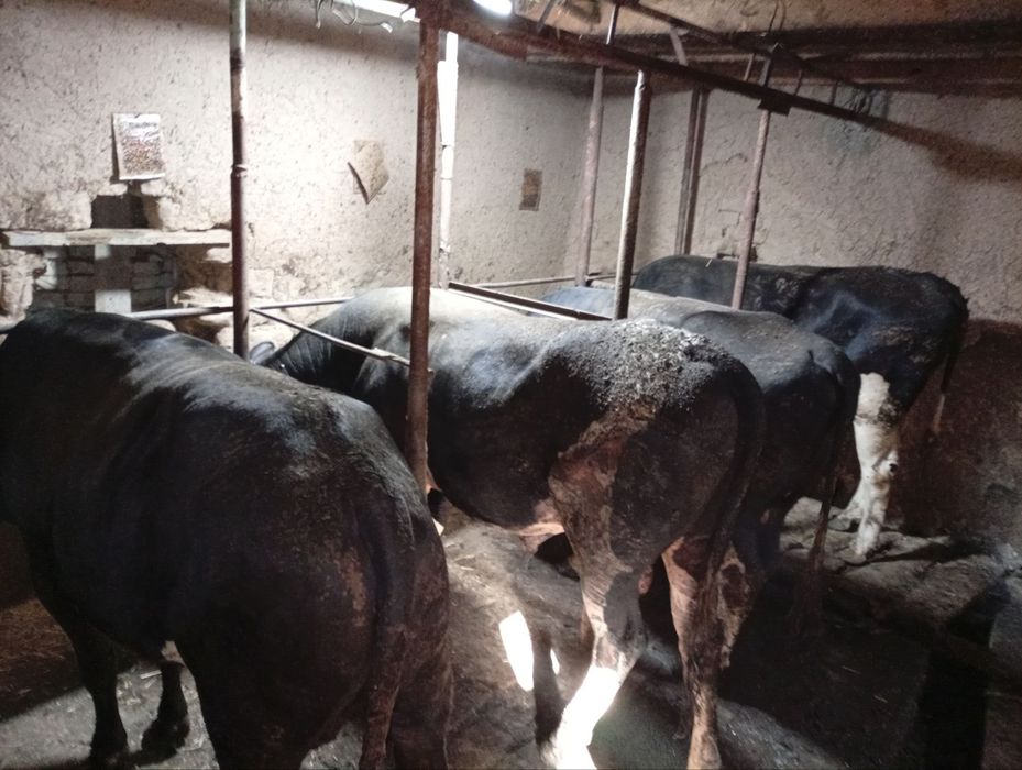 Buqala sotiladi soni 4 ta