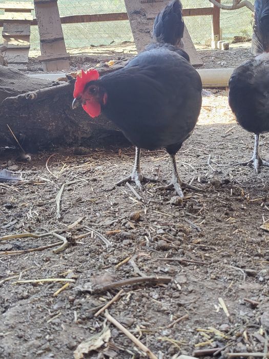 Vând găini Australorp 100 ron