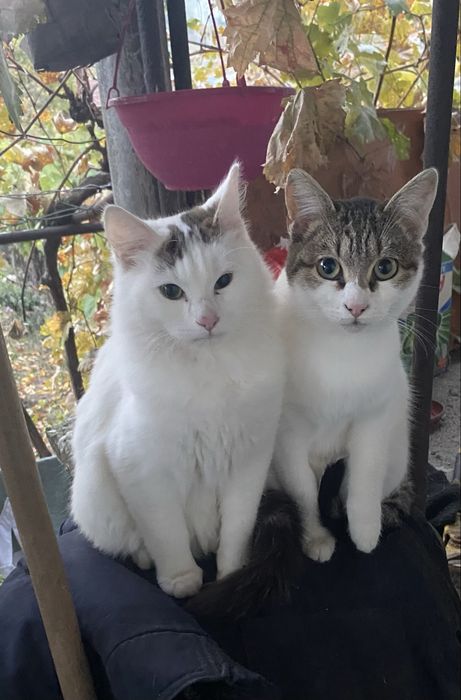 Подарявам малки котета.