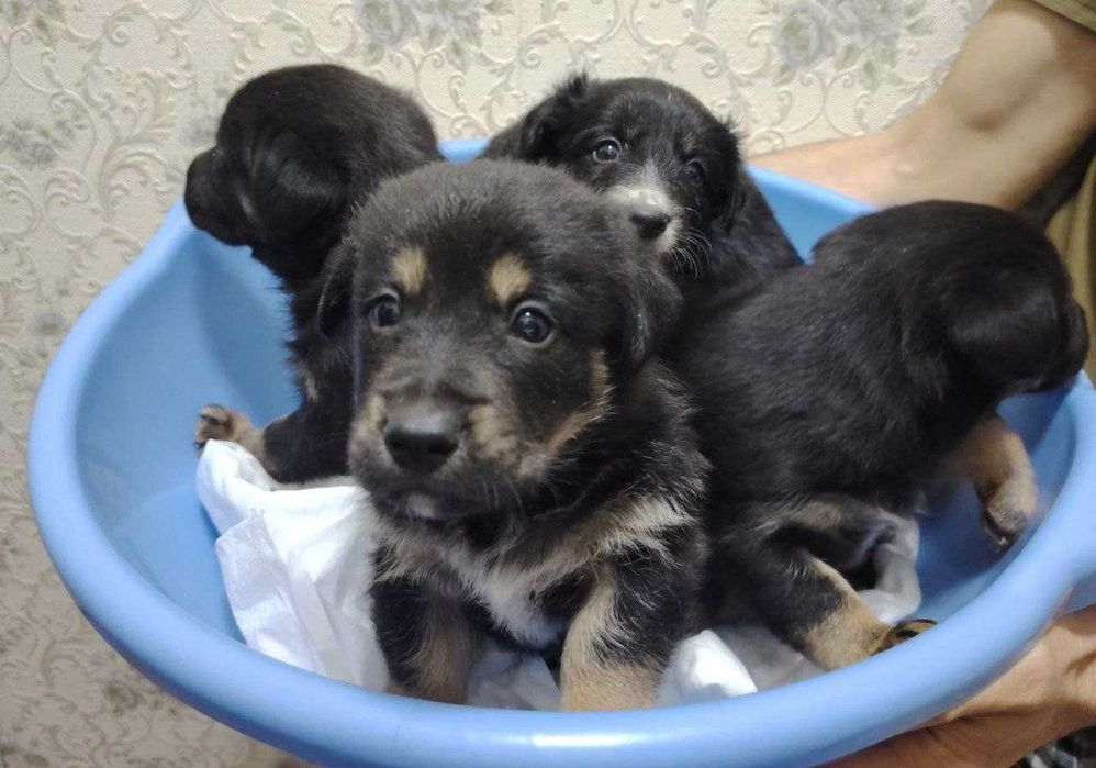 Пристраиваются Щенки средней породы / Kuchuk bor