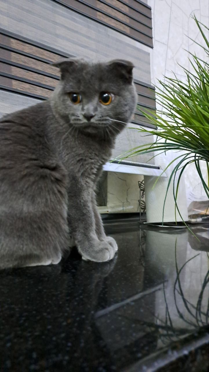 ВЯЗКА [Scottish fold]!!!