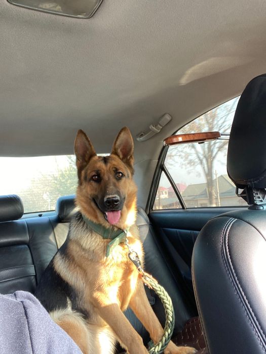 Немецкая овчарка . Девочка