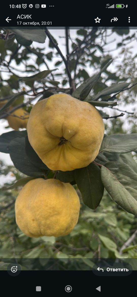 Айва домашний бақшанікі