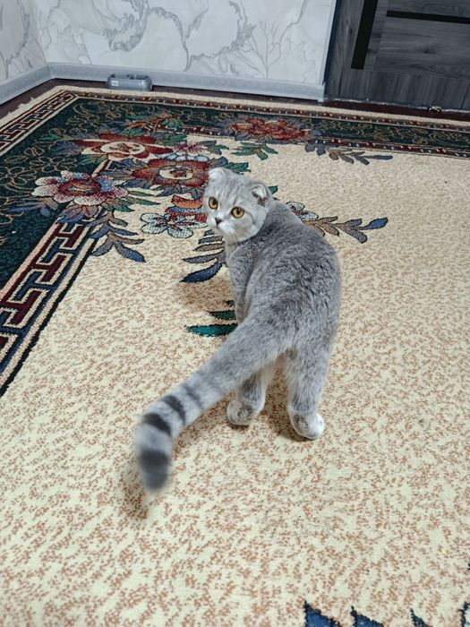 Scottish folid sotiladi