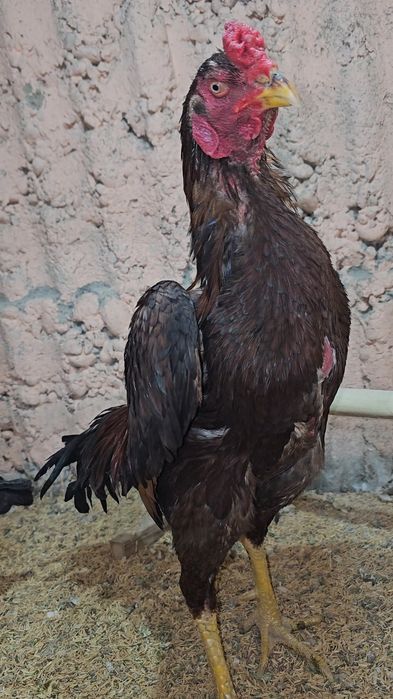 Privaznoy Yapon shamo ataka