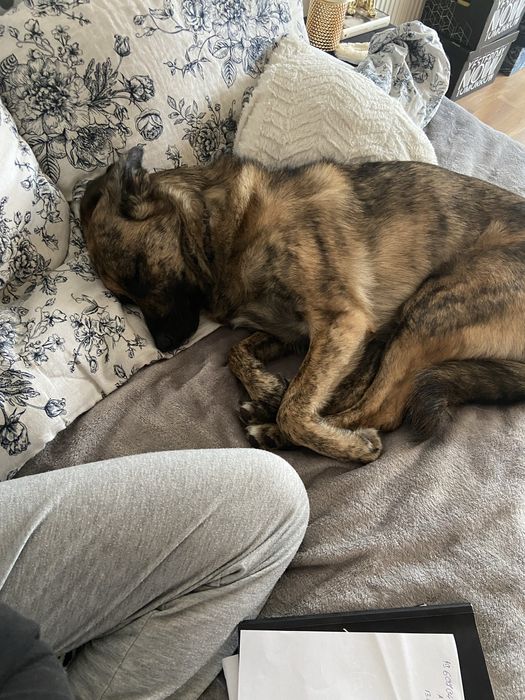 Pet sitter Floresti -Cluj-Napoca