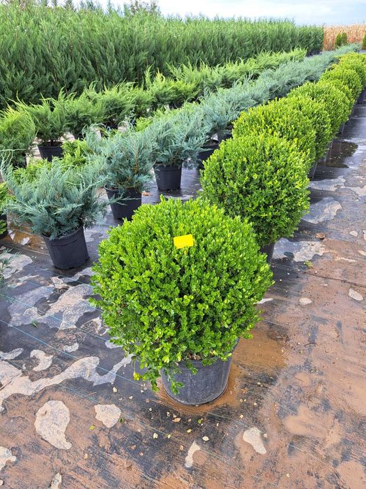 Vând tuia leylandi chiparos, magnolie, mesteacăn, tei, platan