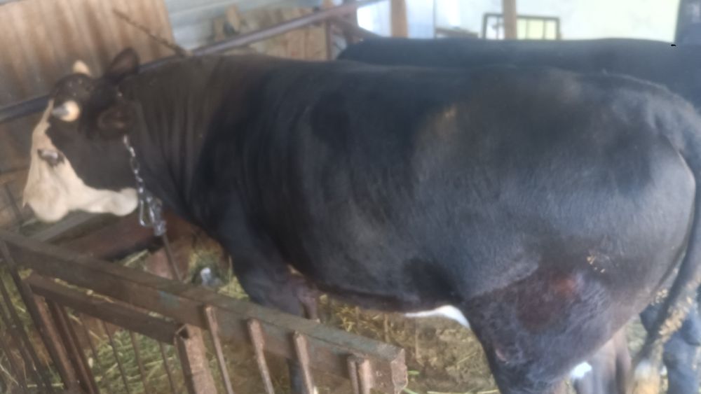 Продам быка год и девять