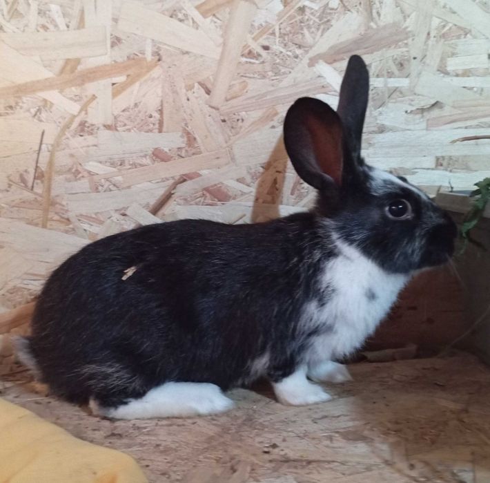 Крольчата 3 месяца