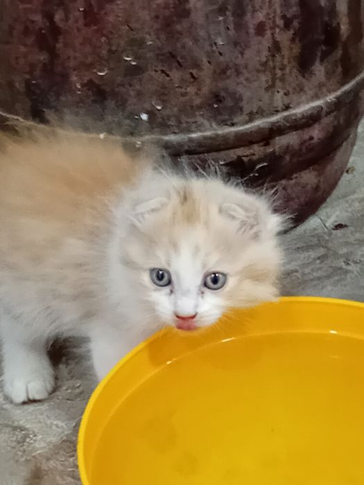 Котята, бесплатно