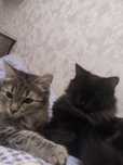 Отдам даром котят