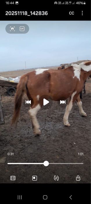 Продам дойных кобыл 3 головы