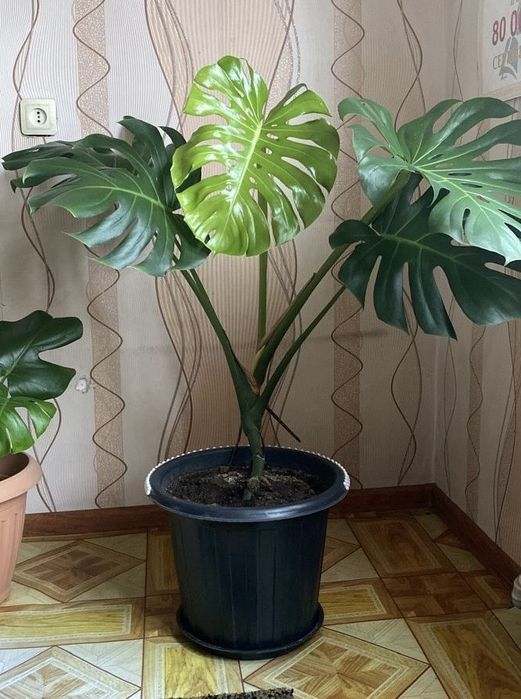 Срочно! Продается домашний красивый цветок