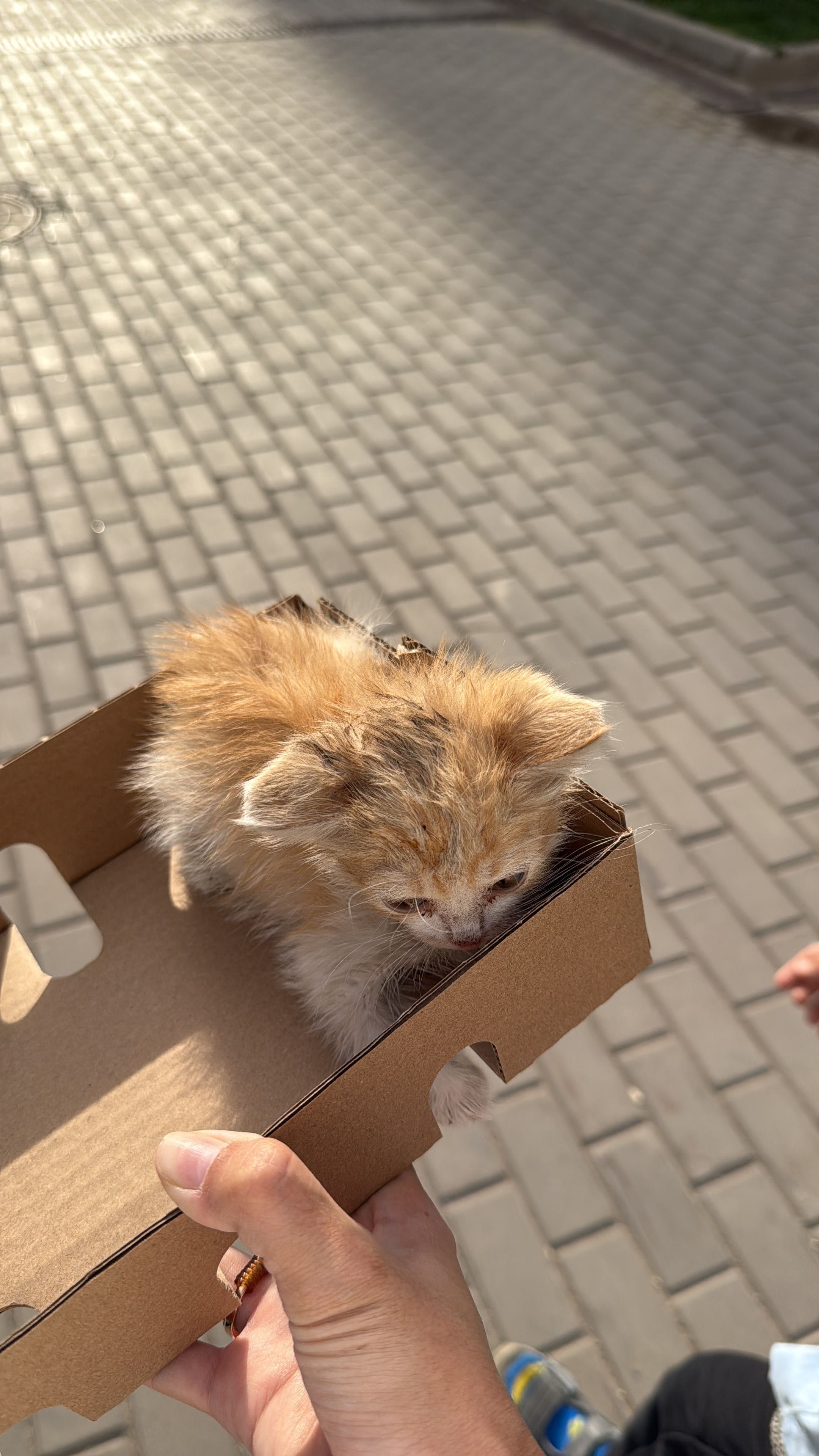 Котенок ищет дом!!!