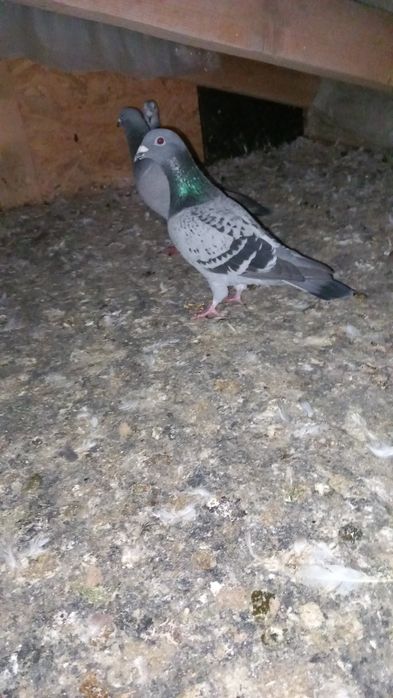 Vand porumbei voiajori