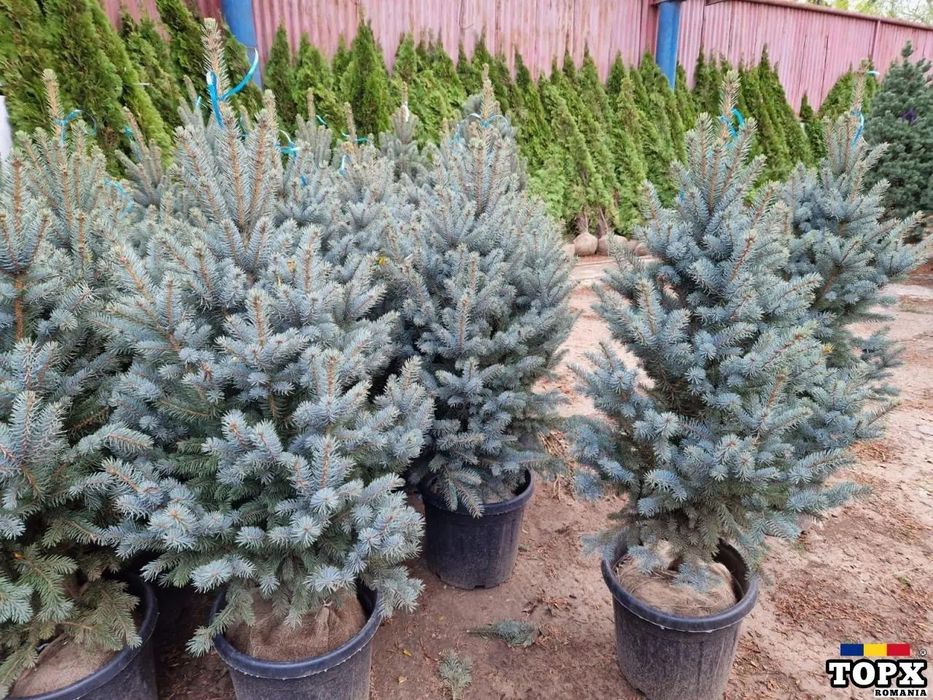 Vând brazi arginti la ghiveci  și puieți de tei arginti la balot