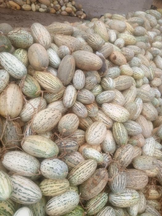 Chorvaga berish uchun qovun