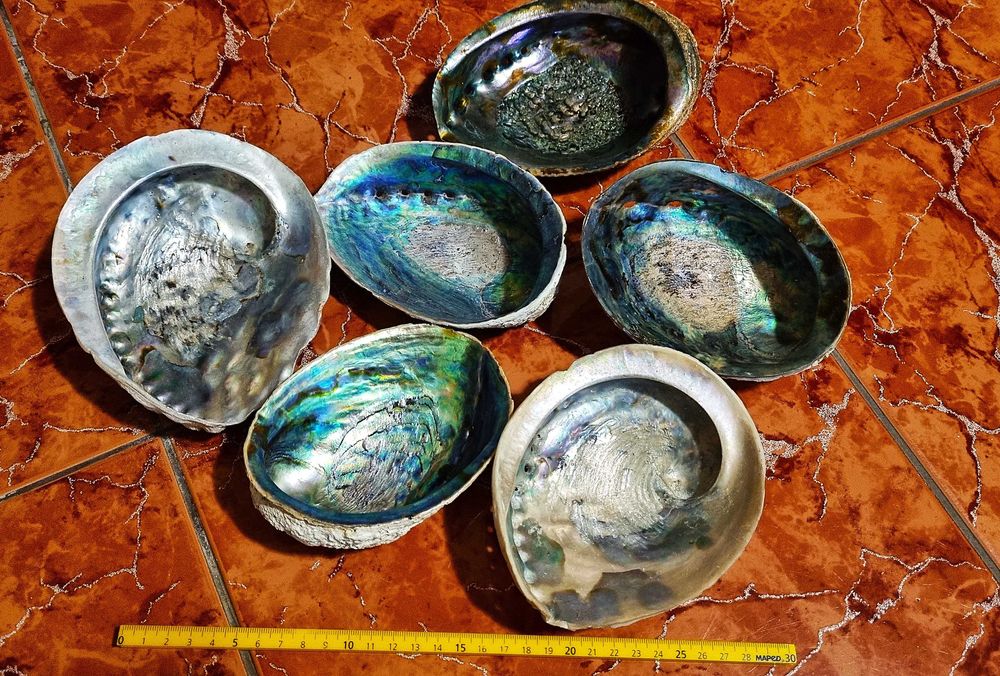 Scoici pentru colectie