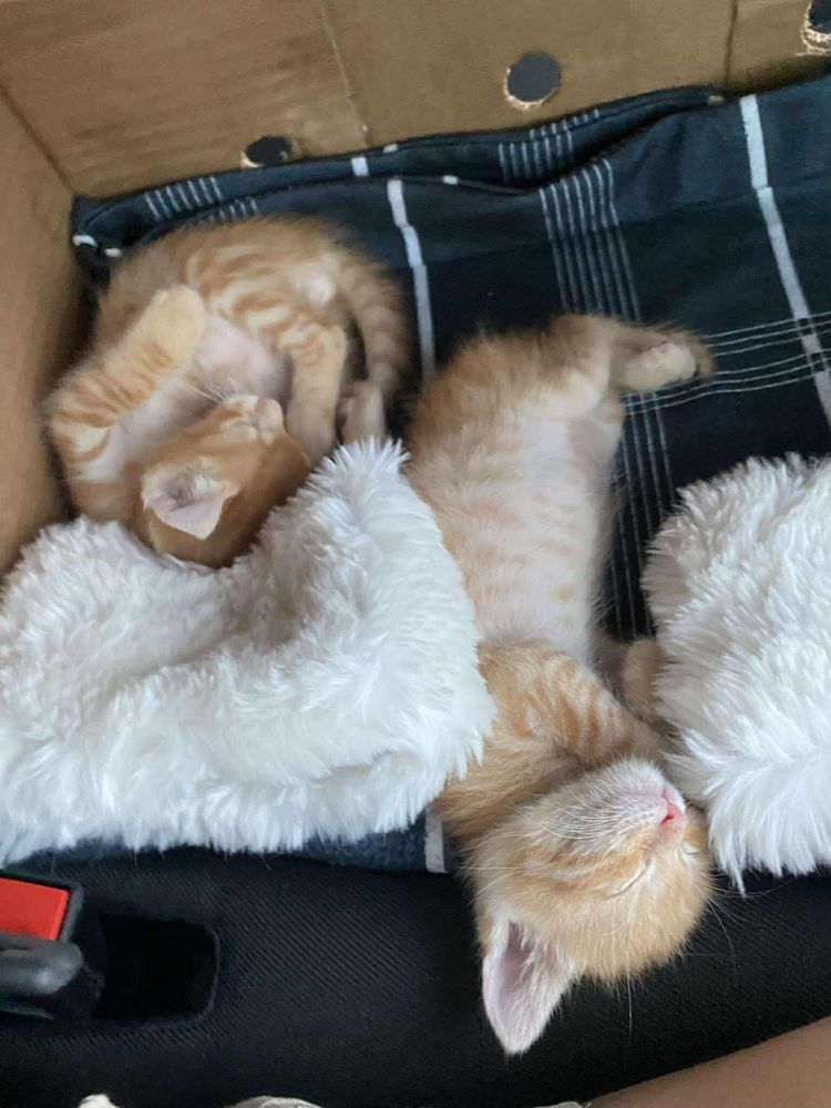 Рижави котенца