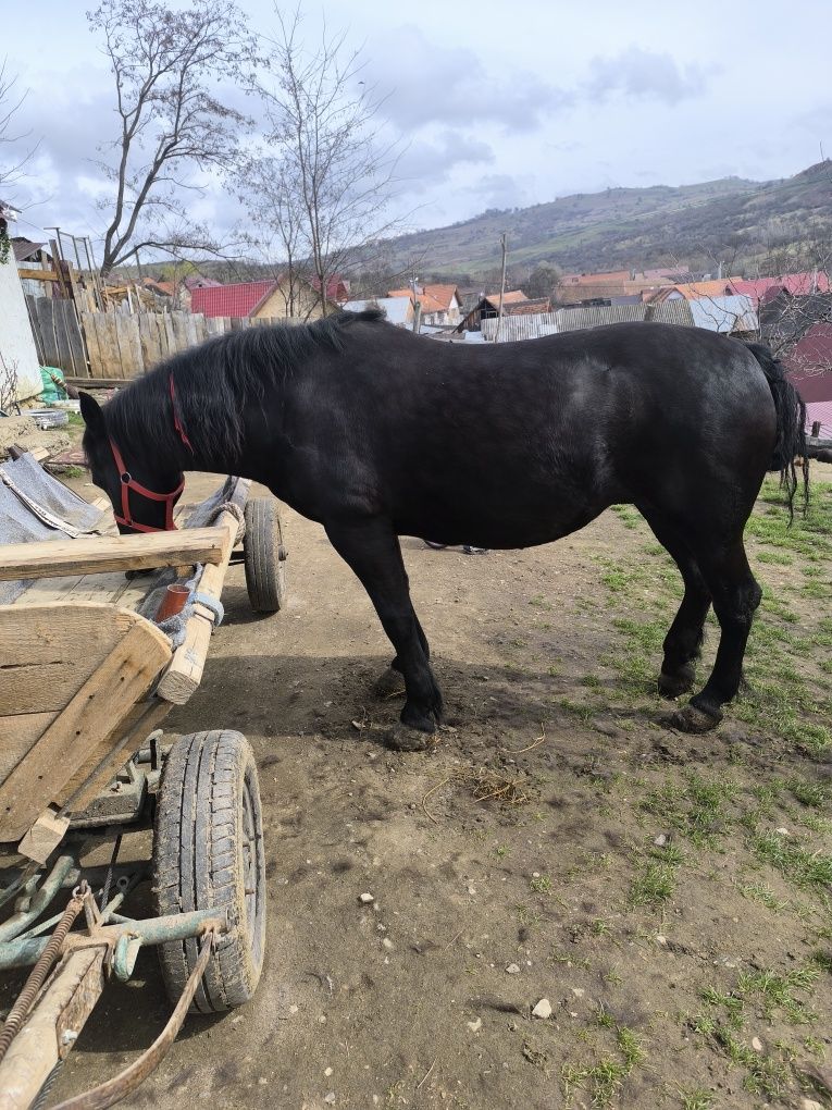 De vânzare iapa de 8 ani